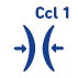 Ccl1